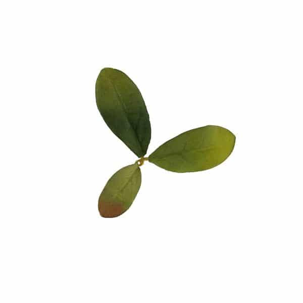 Novritsch LEAF CAMO 3D Leaves LC2, 50 pcs - Emerald